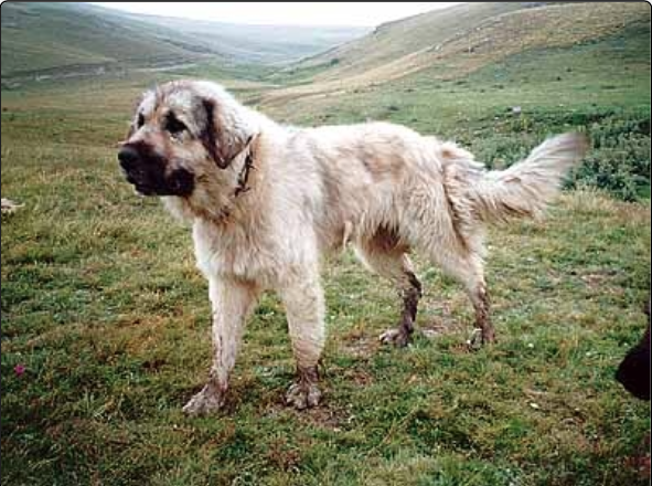 Aga (71039) aka "Roki Restelicki" | Yugoslavian Shepherd Dog-Sarplaninac 