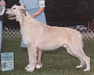 Marumac Enchanter | Irish Wolfhound 