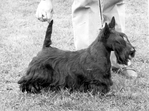 Raglan Raffle Ticket | Scottish Terrier 