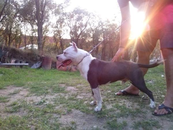 Galileo | American Staffordshire Terrier 