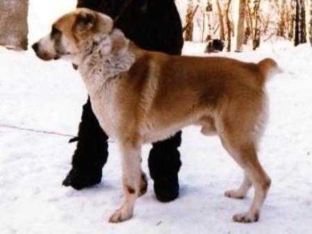 ?????? ?????? | Central Asian Shepherd Dog 