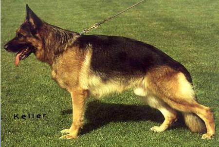 Ajax vom Haller Osning | German Shepherd Dog 