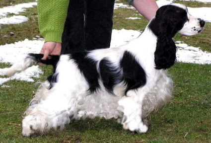 Kolbenkonigin vom schloss hellenstein | English Cocker Spaniel 