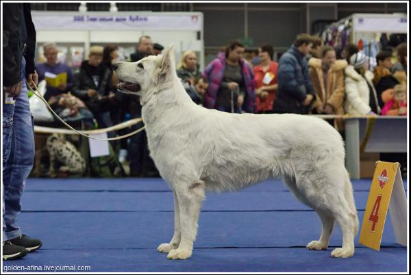 Baltic Beauty Impending Victory | White Swiss Shepherd Dog 