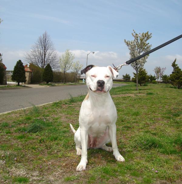 Munchkin of Arbas | American Bulldog 