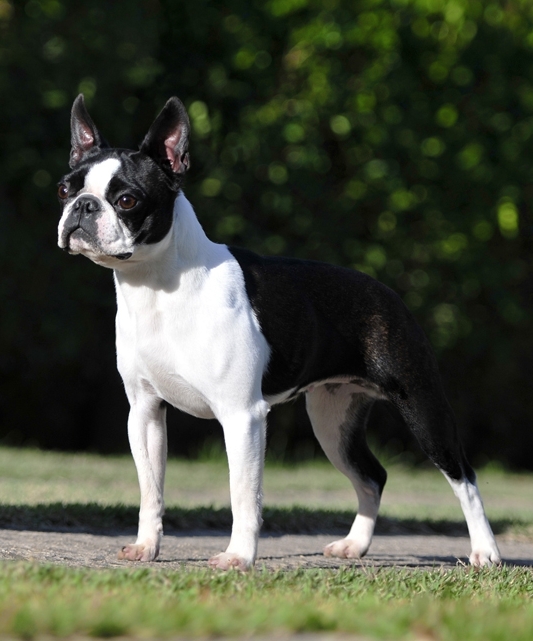 Copacabana Boston´s Dengosa | Boston Terrier 