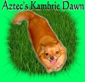 Aztec's Kambri Dawn Mystery | Chihuahua 