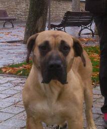 Tayfa | Perro de Presa Canario 