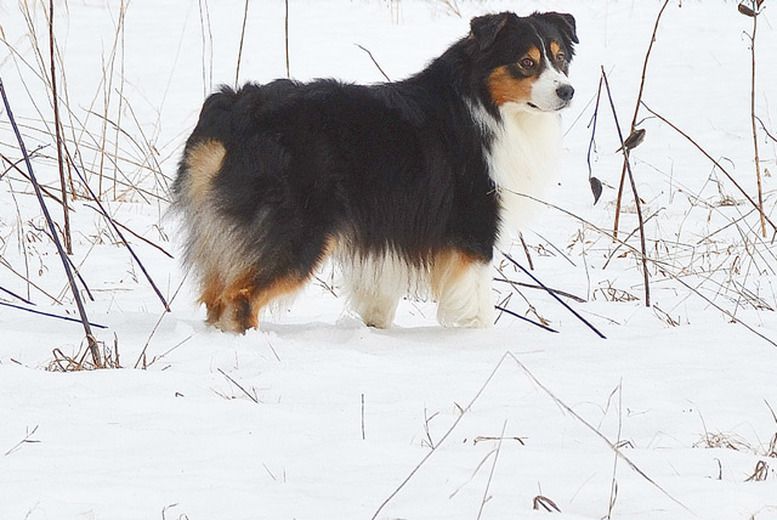Paradox go fish | Australian Shepherd 