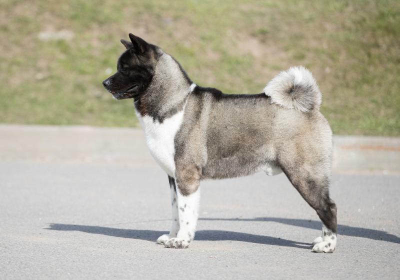 Tan-Ro Niksan North Star | Akita 