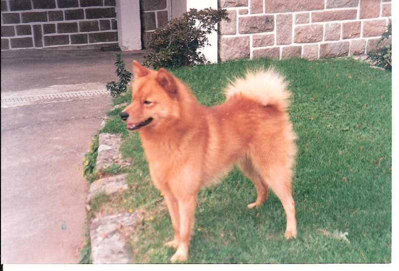 JARY LOF. 177/60 | Finnish Spitz 