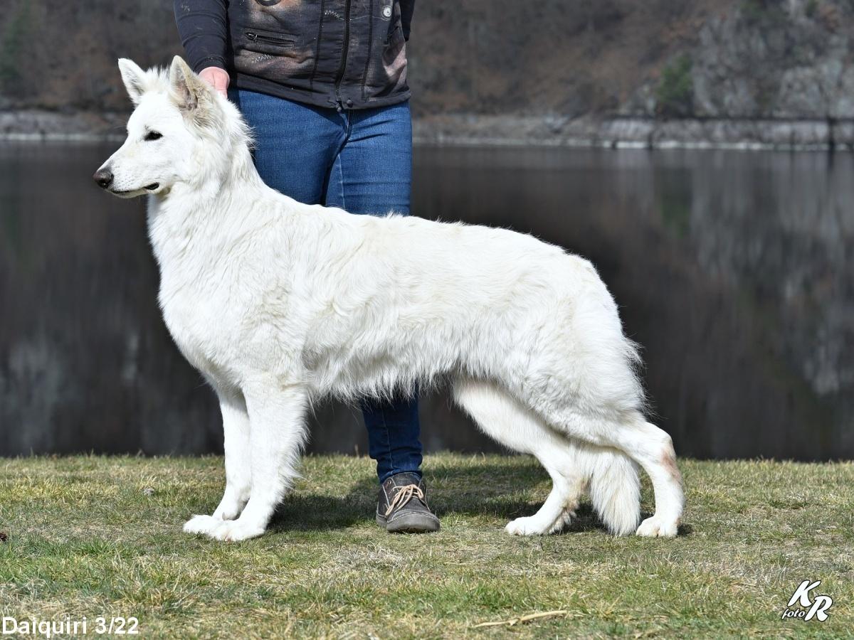 Daiquiri la Blankpapilio | White Swiss Shepherd Dog 