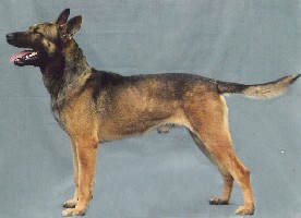 Django [Dhr. T. van der Doelen, Velp] | Belgian Malinois 