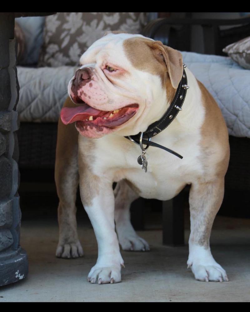 New Era’s Goon | Olde English Bulldogge 