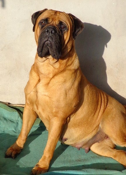 Esquina Libertad Alma Stone | Bullmastiff 