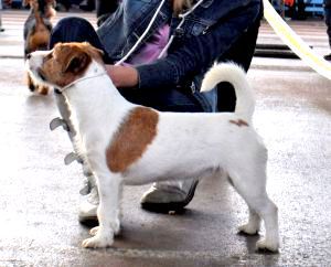 Happy Cammomile Honey Star | Jack Russell Terrier 