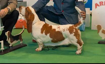 Verona de tres manzanas | Basset Hound 