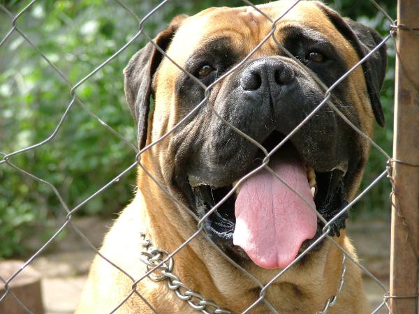 Friendly Bull Héra | Bullmastiff 