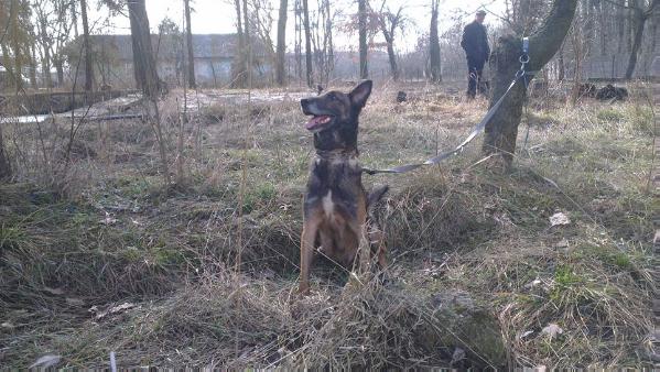 Cytha van Larc de Gardevias | Belgian Malinois 