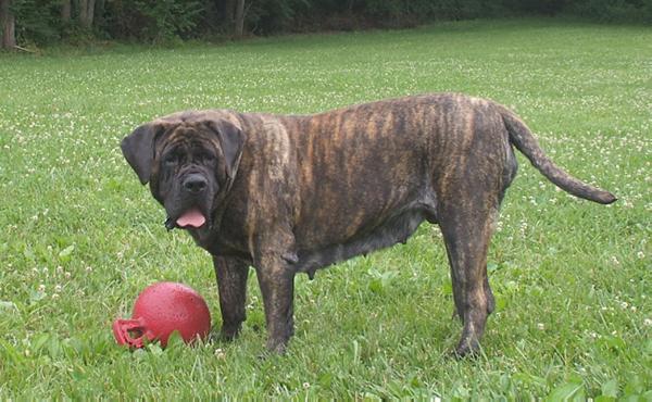 MISTY G DUTCHESS PUMBA OF THORTON | Mastiff 