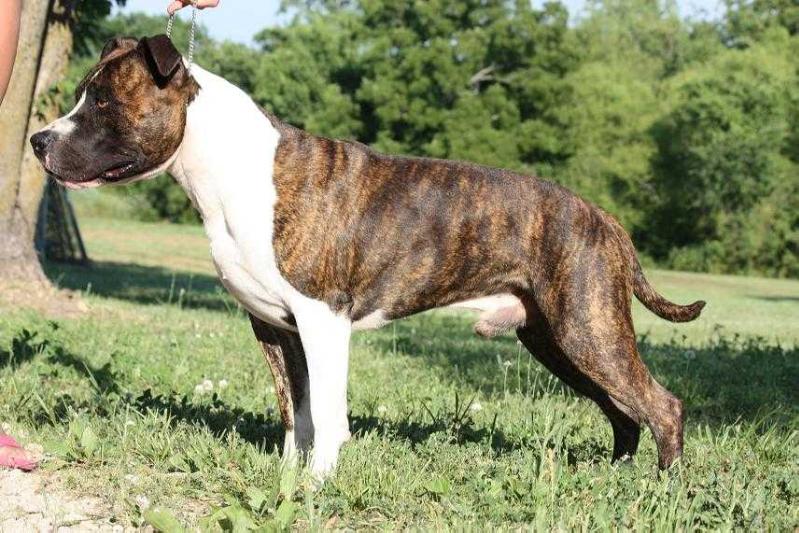 Sha-D Blue's Boomer II | American Staffordshire Terrier 