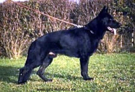 Erbo vom Weinbergblick | German Shepherd Dog 