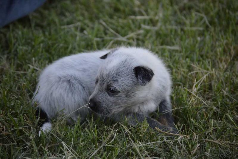 LexiXDusty(Saidie) | Australian Cattle Dog 