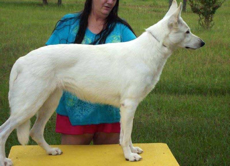 Whitestone's Jessie | White Swiss Shepherd Dog 
