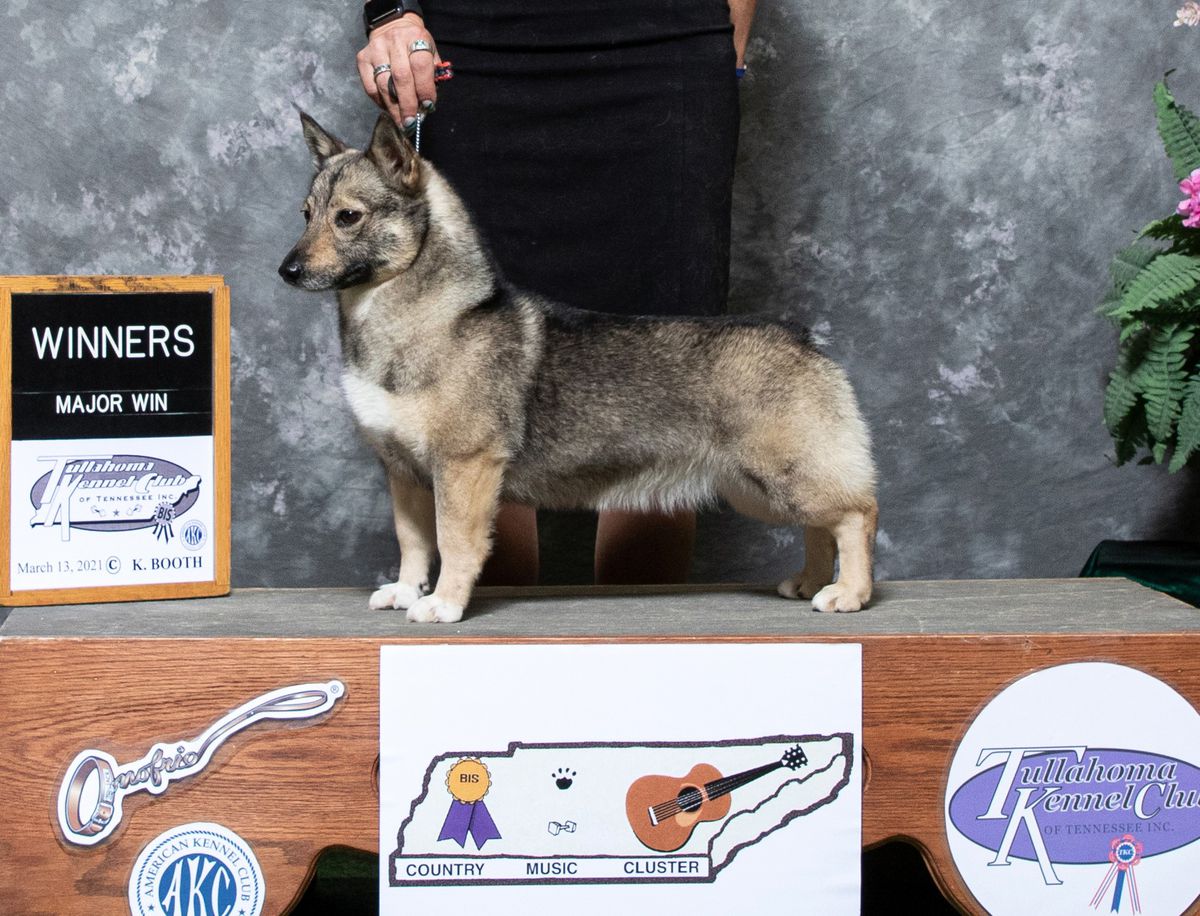 Au Reults Silver Lining | Swedish Vallhund 