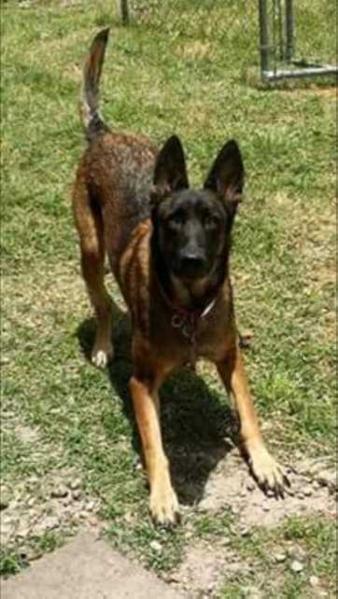 Toska Von Ayce | Belgian Malinois  Toska Von Ayce | Belgian Malinois