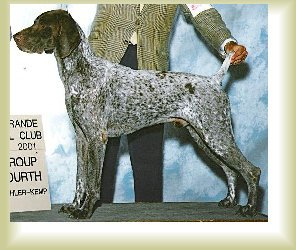 Sonnenschein’s Causin’ A Spectacle | German Shorthaired Pointer 