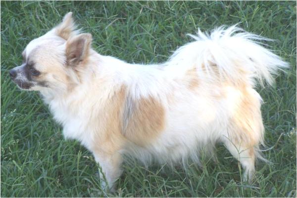 Sardius Pollypocket | Chihuahua 