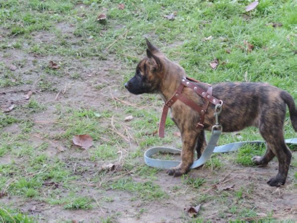 TEK-9 Bisca | Dutch Shepherd 