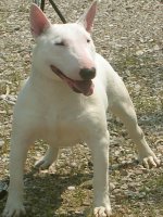 Hergece Gina | Bull Terrier 