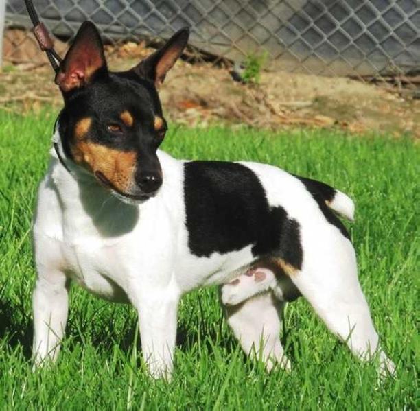K2's Try N Catch Me Ryden Dirty | Rat Terrier 
