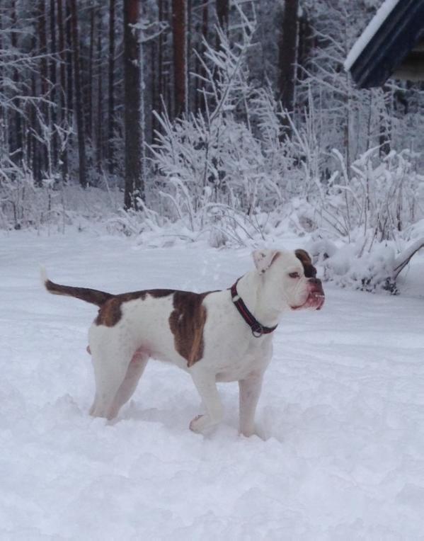 Thunderdogkennel's Rocksie | Olde English Bulldogge 