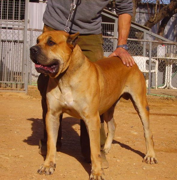 Victor du Jardin de Vatsana | Perro de Presa Canario 