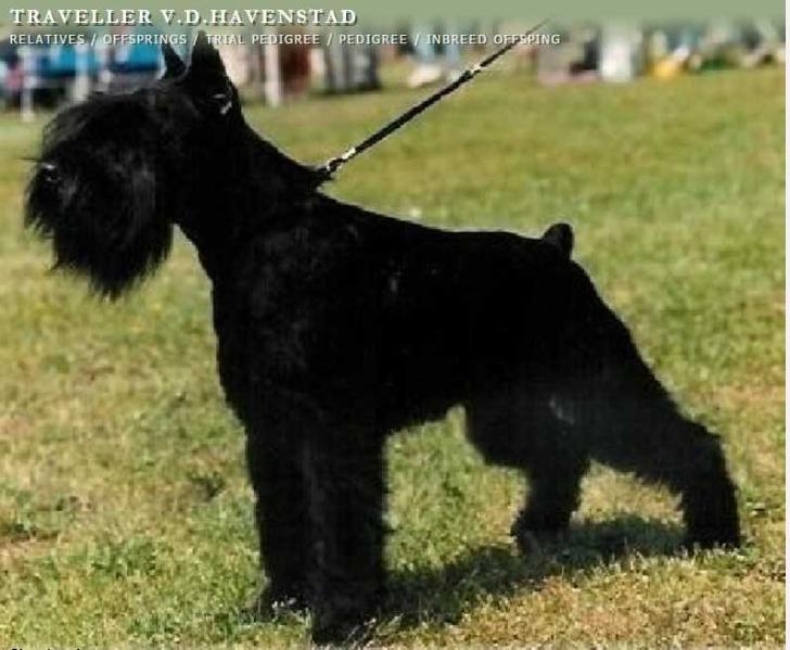 TRAVELLER V.D. HAVENSTAD | Miniature Schnauzer 