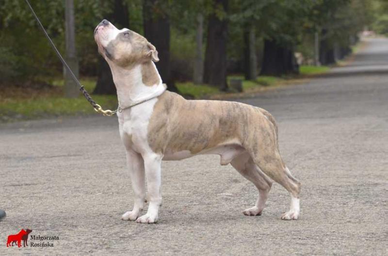 HEBE Durgo | American Staffordshire Terrier 