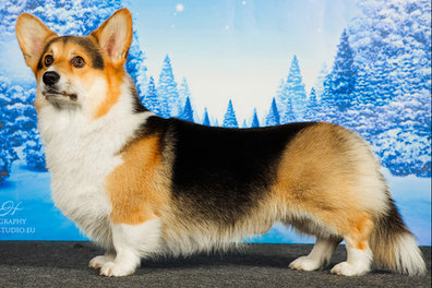 Promisehill No Greater Kiss | Pembroke Welsh Corgi 