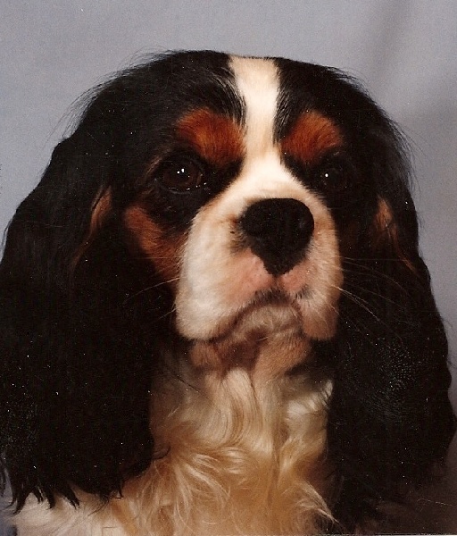 Gaylord Des marliviers | Cavalier King Charles Spaniel 