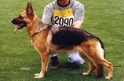 Karla vom Wiesenborn | German Shepherd Dog 