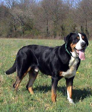 OBELIX DE SAINT MANSUY | Greater Swiss Mountain Dog 