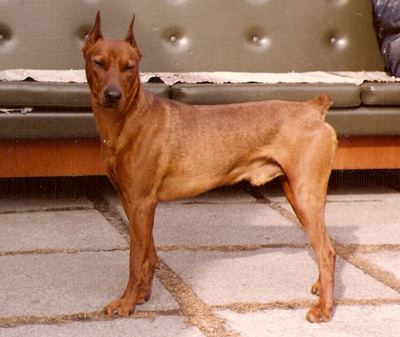 LORD vom Haingraben | German Pinscher 