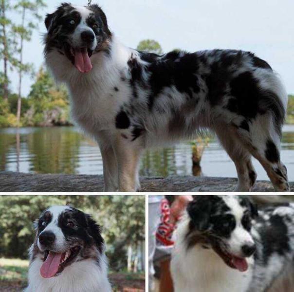 Nightdiamond’s Mr Beau Jangles | Australian Shepherd 