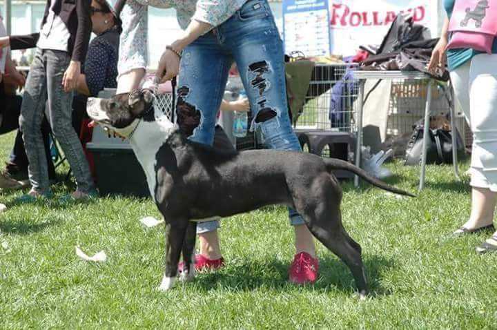 Amy Winehous | American Staffordshire Terrier 