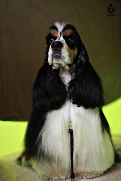 GLAMOROUS GENTLEMAN Green Place Poland | American Cocker Spaniel 