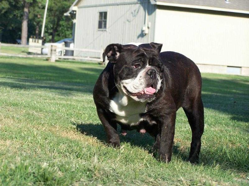 Dawson Creek Black Coffy N Cream | Olde English Bulldogge 