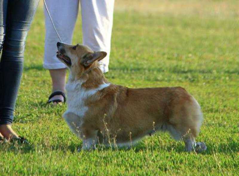 Andvol You My Dream | Pembroke Welsh Corgi 