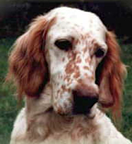 Amiga Franciszkanski Folwark | English Setter 